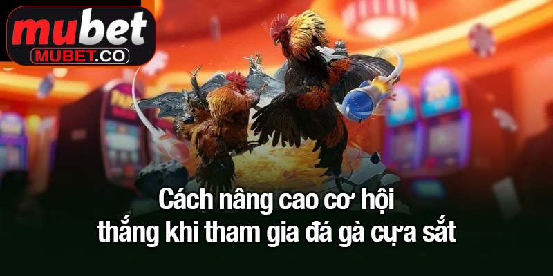Đá gà cựa sắt - Trận đấu quyết liệt một mất một còn 4 Cách nâng cao cơ hội thắng khi tham gia đá gà cựa sắt