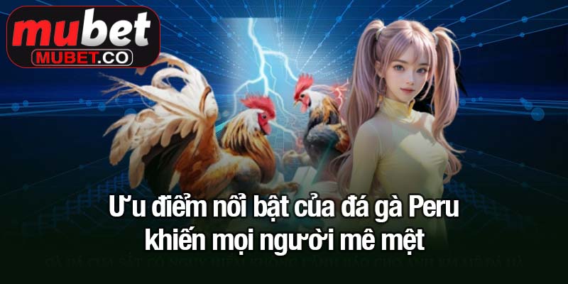 Đá gà Peru - Trận đấu kịch tính thu hút triệu kê thủ Mubet 3 Ưu điểm nổi bật của đá gà Peru khiến mọi người mê mệt
