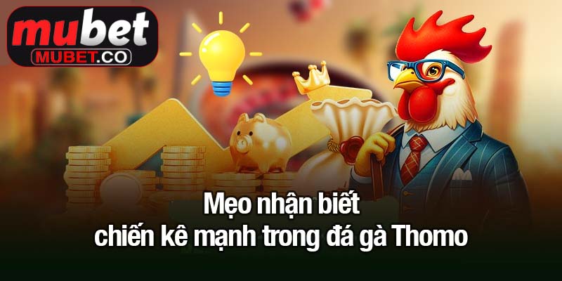Đá gà Thomo - Đam mê, kịch tính và phần thưởng cực khủng 4 Mẹo nhận biết chiến kê mạnh trong đá gà Thomo