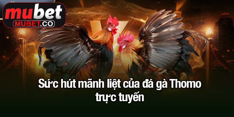 Đá gà Thomo - Đam mê, kịch tính và phần thưởng cực khủng 2 Sức hút mãnh liệt của đá gà Thomo trực tuyến